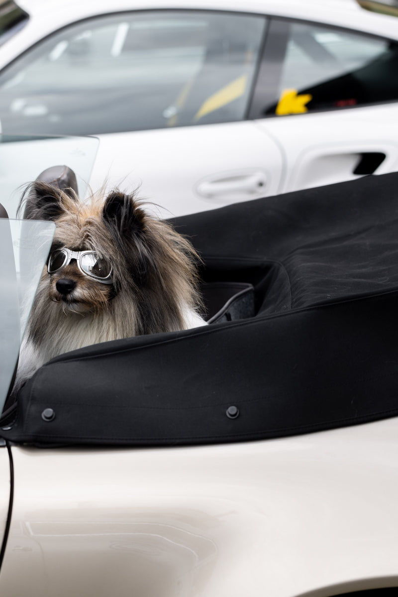 Tiere im Rennsport